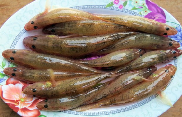 Cửa hàng mua cá bống tươi uy tín tại Hà Nội